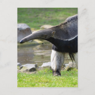 Giant Anteater walking on grass Postcard