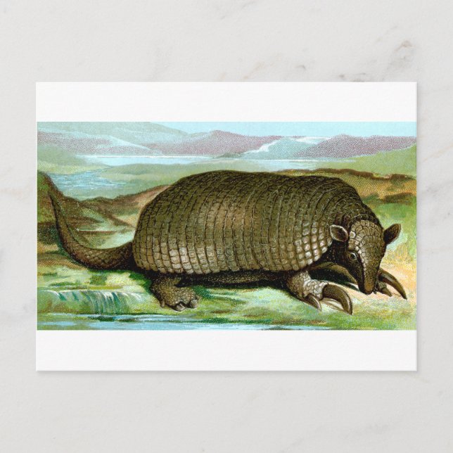 Giant Armadillo Postcard (Front)