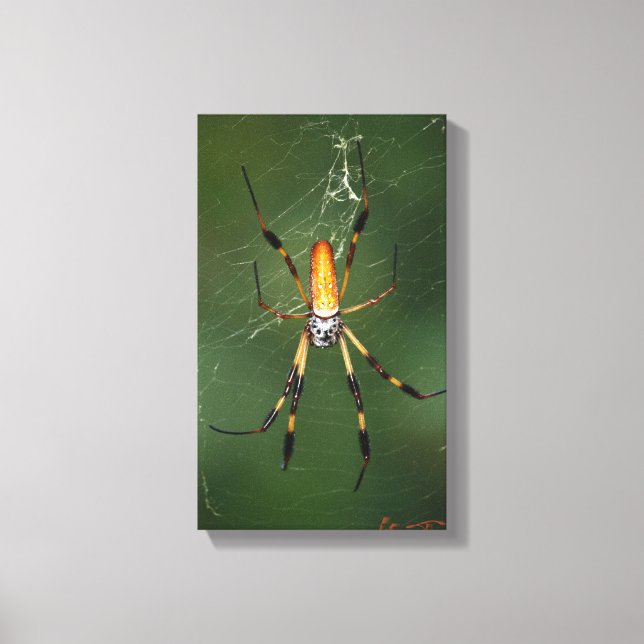 Giant Banana Spider canvas Print (Front)