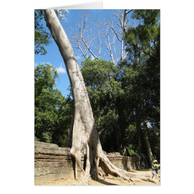 Giant Banyan Tree ... Ta Prohm Temple, Cambodia Cards (Front)