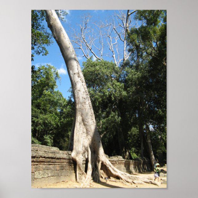 Giant Banyan Tree ... Ta Prohm Temple, Cambodia Poster (Front)