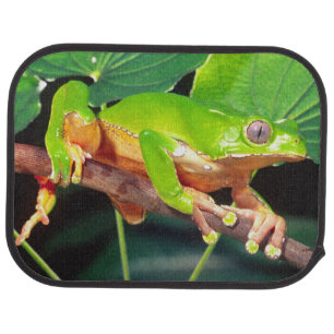 Giant Bicolor Monkey Treefrog, Phyllomedusa Car Floor Mat