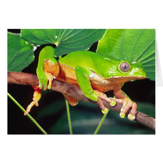 Giant Bicolor Monkey Treefrog, Phyllomedusa Cards (Front Horizontal)