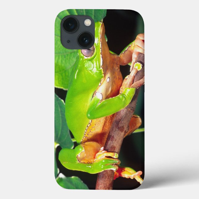 Giant Bicolor Monkey Treefrog, Phyllomedusa Case-Mate iPhone Case (Back)