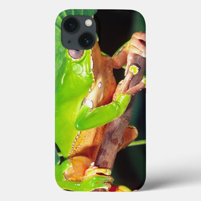Giant Bicolor Monkey Treefrog, Phyllomedusa Case-Mate iPhone Case (Back)