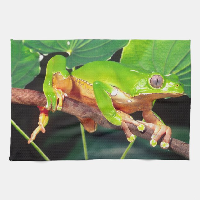 Giant Bicolor Monkey Treefrog, Phyllomedusa Kitchen Towel (Horizontal)