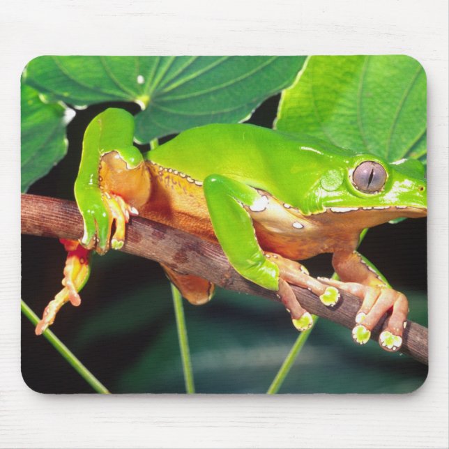 Giant Bicolor Monkey Treefrog, Phyllomedusa Mouse Pad (Front)
