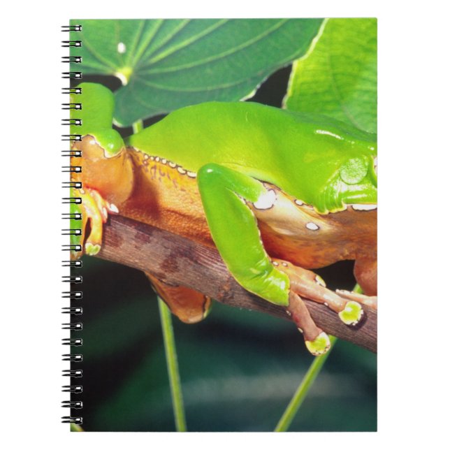 Giant Bicolor Monkey Treefrog, Phyllomedusa Notebook (Front)