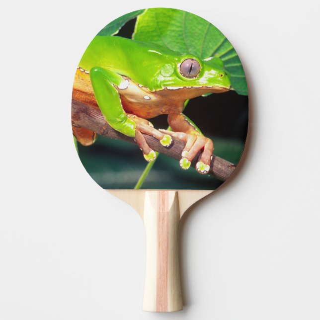 Giant Bicolor Monkey Treefrog, Phyllomedusa Ping-Pong Paddle (Front)
