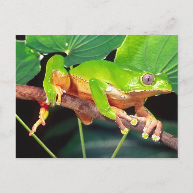 Giant Bicolor Monkey Treefrog, Phyllomedusa Postcard (Front)