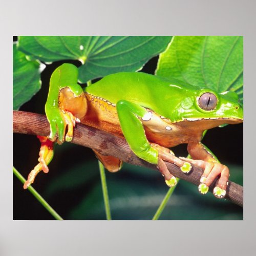 Giant Bicolor Monkey Treefrog Phyllomedusa Poster