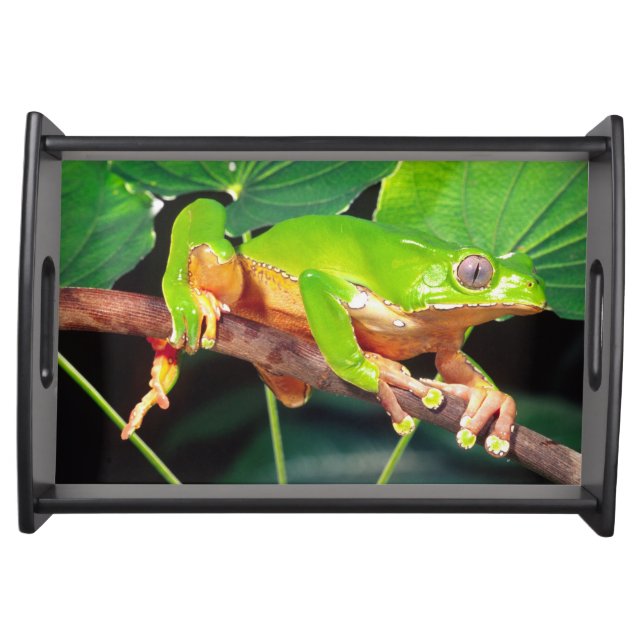 Giant Bicolor Monkey Treefrog, Phyllomedusa Serving Tray (Front)