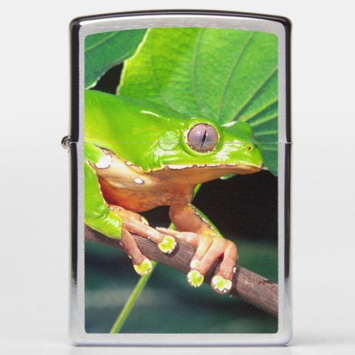 Giant Bicolor Monkey Treefrog Phyllomedusa Zippo Lighter