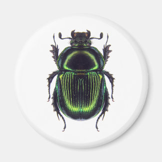 Giant black-eyed goby magnet