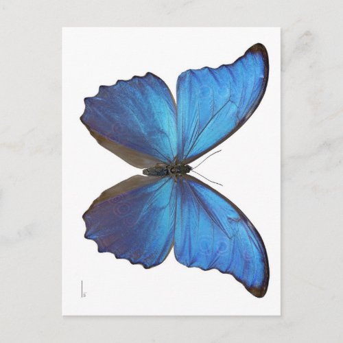 Giant Blue Morpho Butterfly Postcard