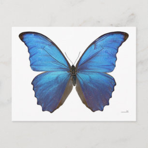 Giant Blue Morpho Butterfly Postcard