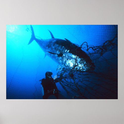 Giant Bluefin Tuna Caught in a Net Poster