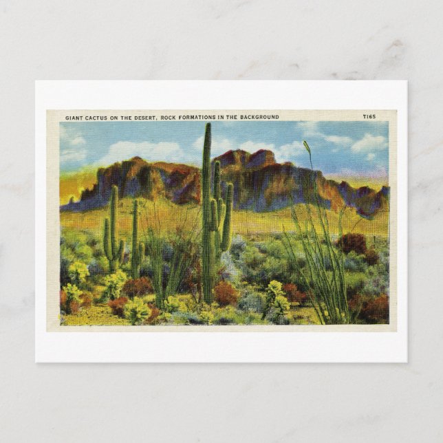 Giant Cactus in Desert Vintage Postcard Landscape (Front)