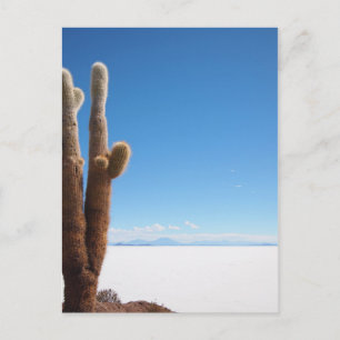 Giant cactus on the Salar de Uyuni postcard