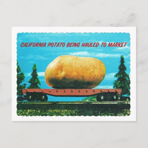 Giant California Potato Hauled to Market Postcard