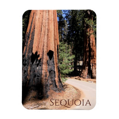 Giant Cinnamon Color Tree in Sequoia National Park Magnet