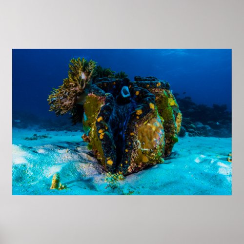 Giant Clam on the Great Barrier Reef Poster