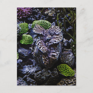 Giant Clam Postcard