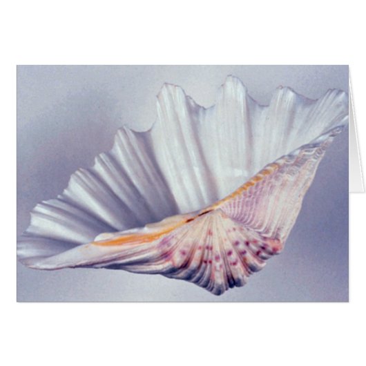 giant clam shell for decorative use cards (Front Horizontal)