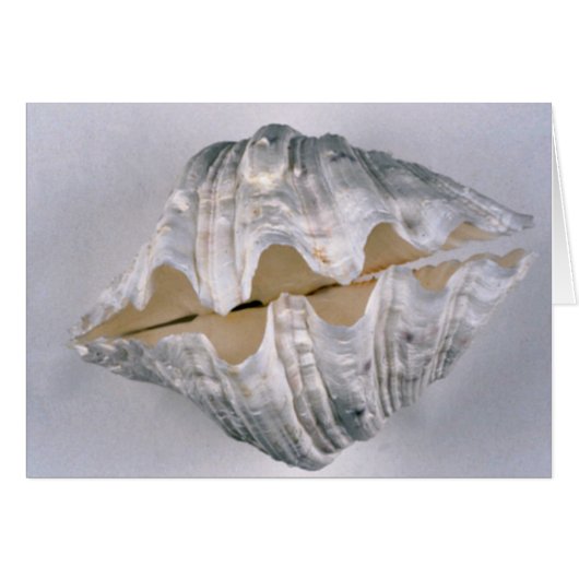 giant clam shell for decorative use cards (Front Horizontal)