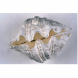 giant clam shell for decorative use cutout<br><div class="desc">Giant clam gift product. A Great Giant clam product filled with colors.</div>
