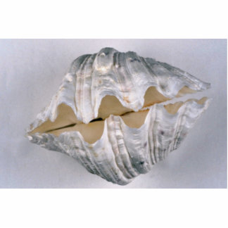 giant clam shell for decorative use cutout