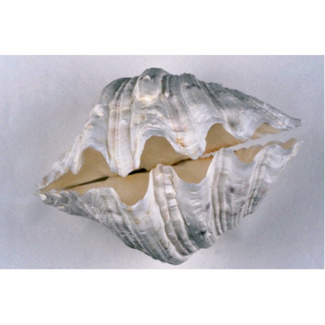 giant clam shell for decorative use cutout (Front)