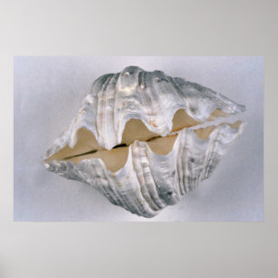 giant clam shell for decorative use poster