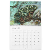 Giant Clams Wall Calendar 1 by James W. Fatherree. (Jan 2025)