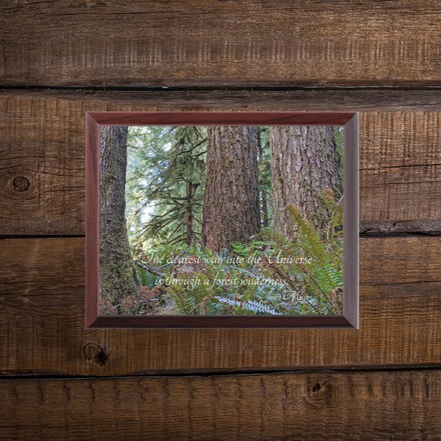 Giant Conifer Forest with John Muir Quote Plaque (In Situ)