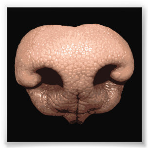 Giant Dog Nose Photo Print