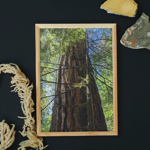 Giant Douglas Fir Tree Photo Print