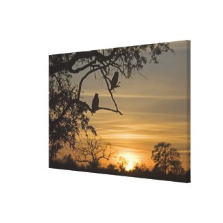 Giant Eagle Owls (Bubo lacteus) silhouetted at Canvas Print