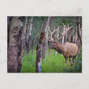 Giant Elk Photo Postcard