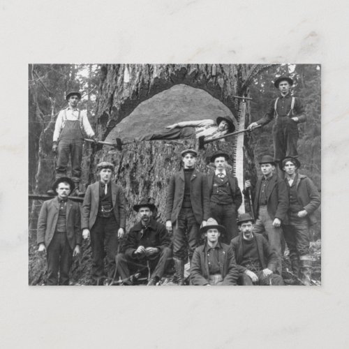 Giant Fir Tree Ready to Fall 1902 Postcard