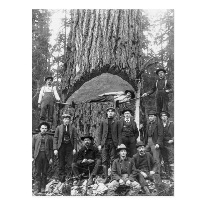 Giant Fir Tree Ready to Fall, 1902 Postcards