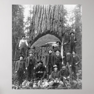 Giant Fir Tree Ready to Fall, 1902 Poster