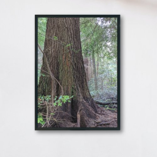 Giant Forest Conifer Tree Nature Photo Print