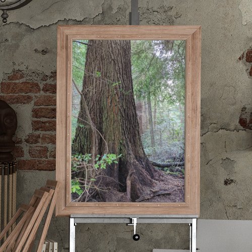 Giant Forest Conifer Tree Poster