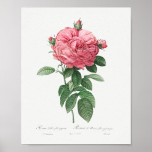Giant French rose bloom Vintage Floral Pink Rose Poster