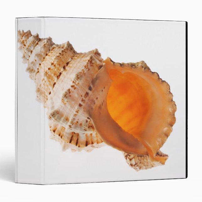 Giant Frog shell (Tutufa bubo) against white 3 Ring Binder (Front/Spine)