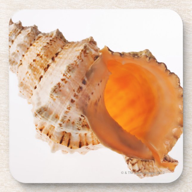 Giant Frog shell (Tutufa bubo) against white Coaster (Front)