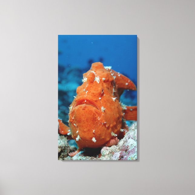 Giant Frogfish showing its fishing lure (Antennari Canvas Print (Front)