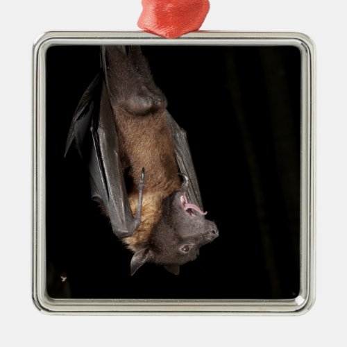 Giant Fruit Bat from India Metal Ornament