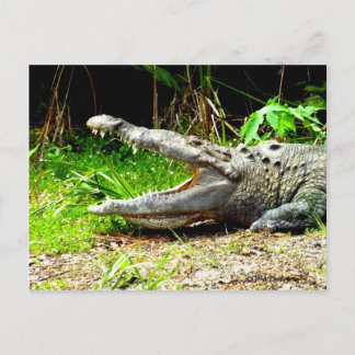 Giant gator with his mouth open postcard